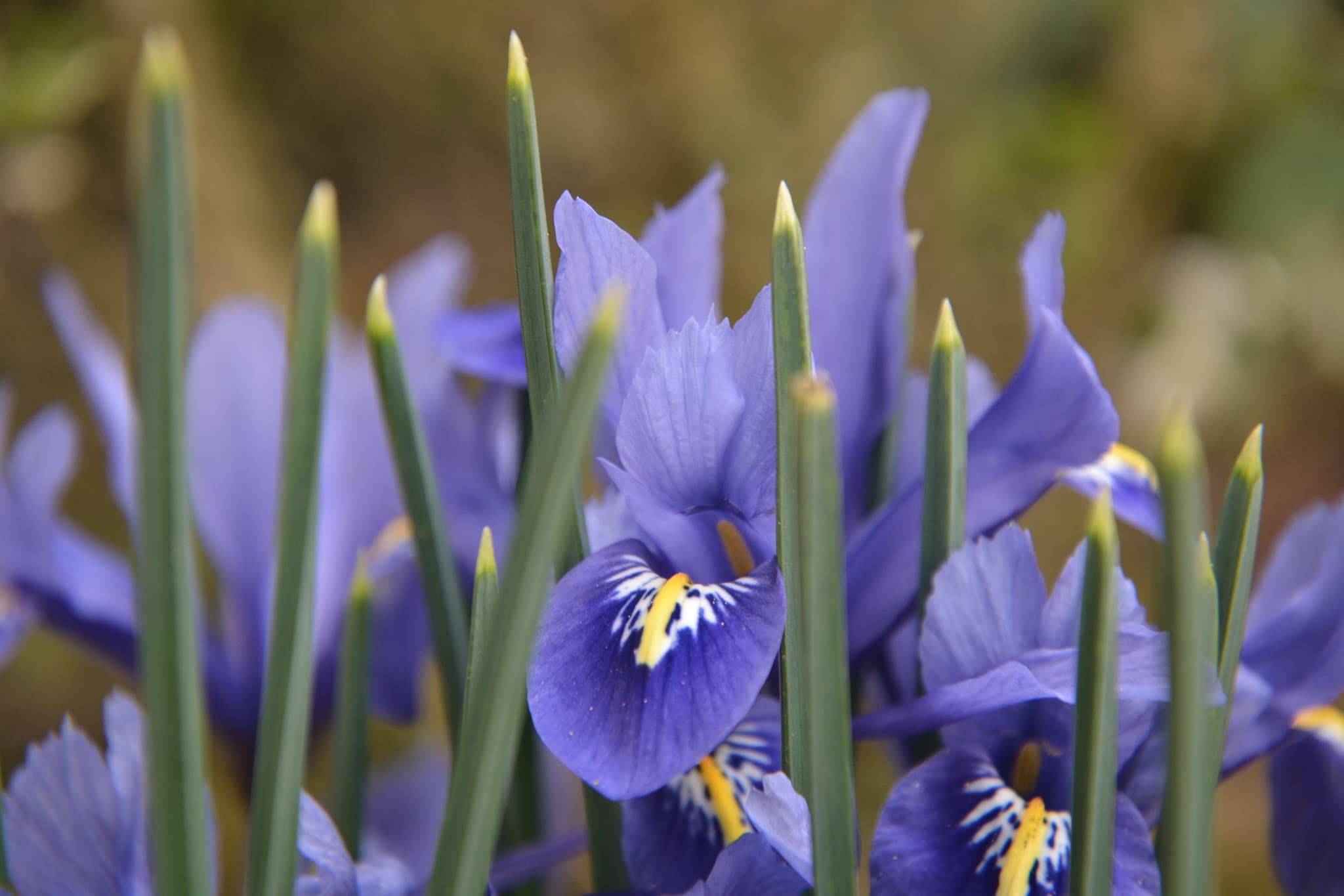 Iris flowers
