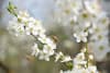 Bees enjoying greengage blossom