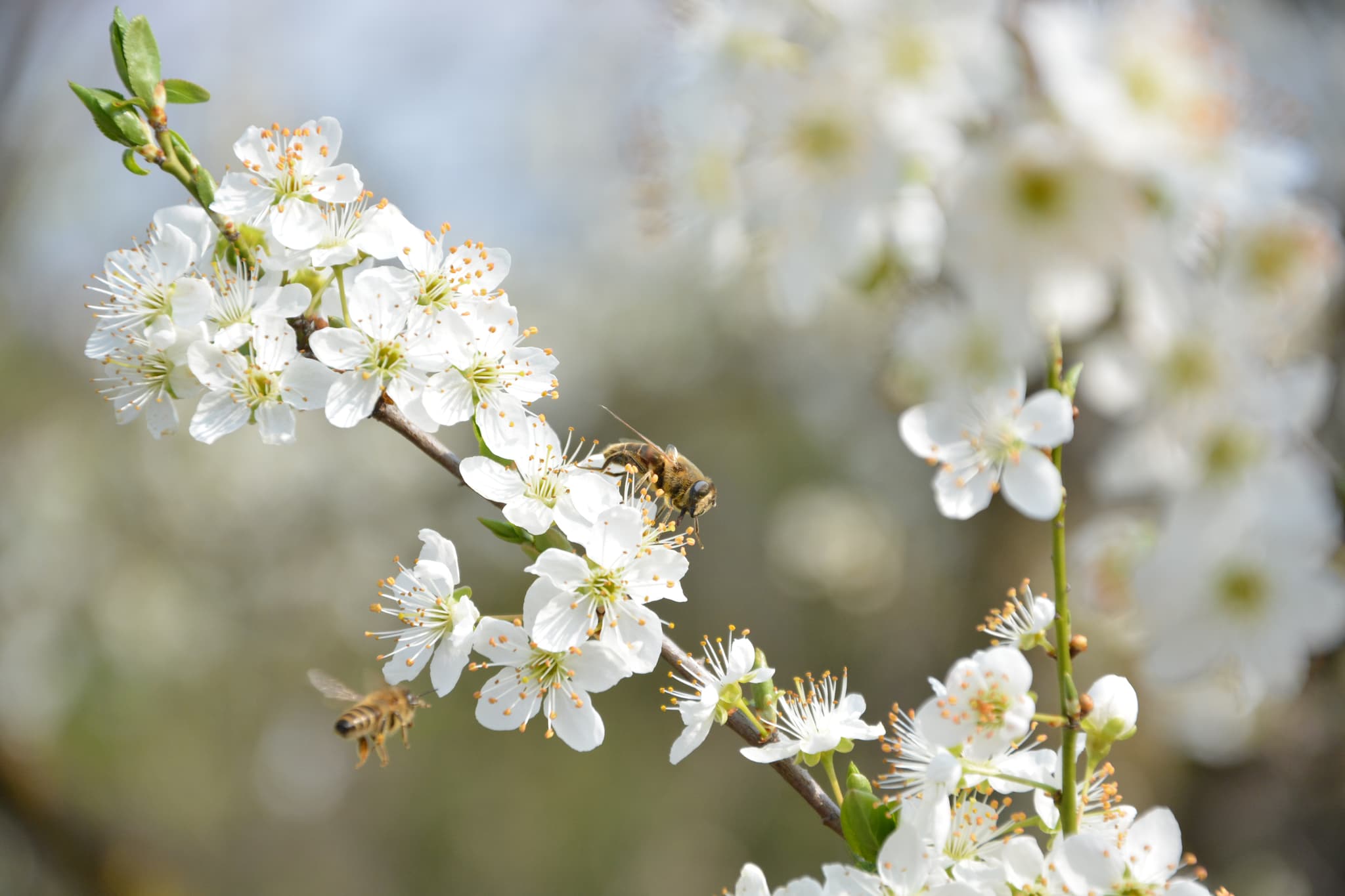 Bees enjoying greengage blossom