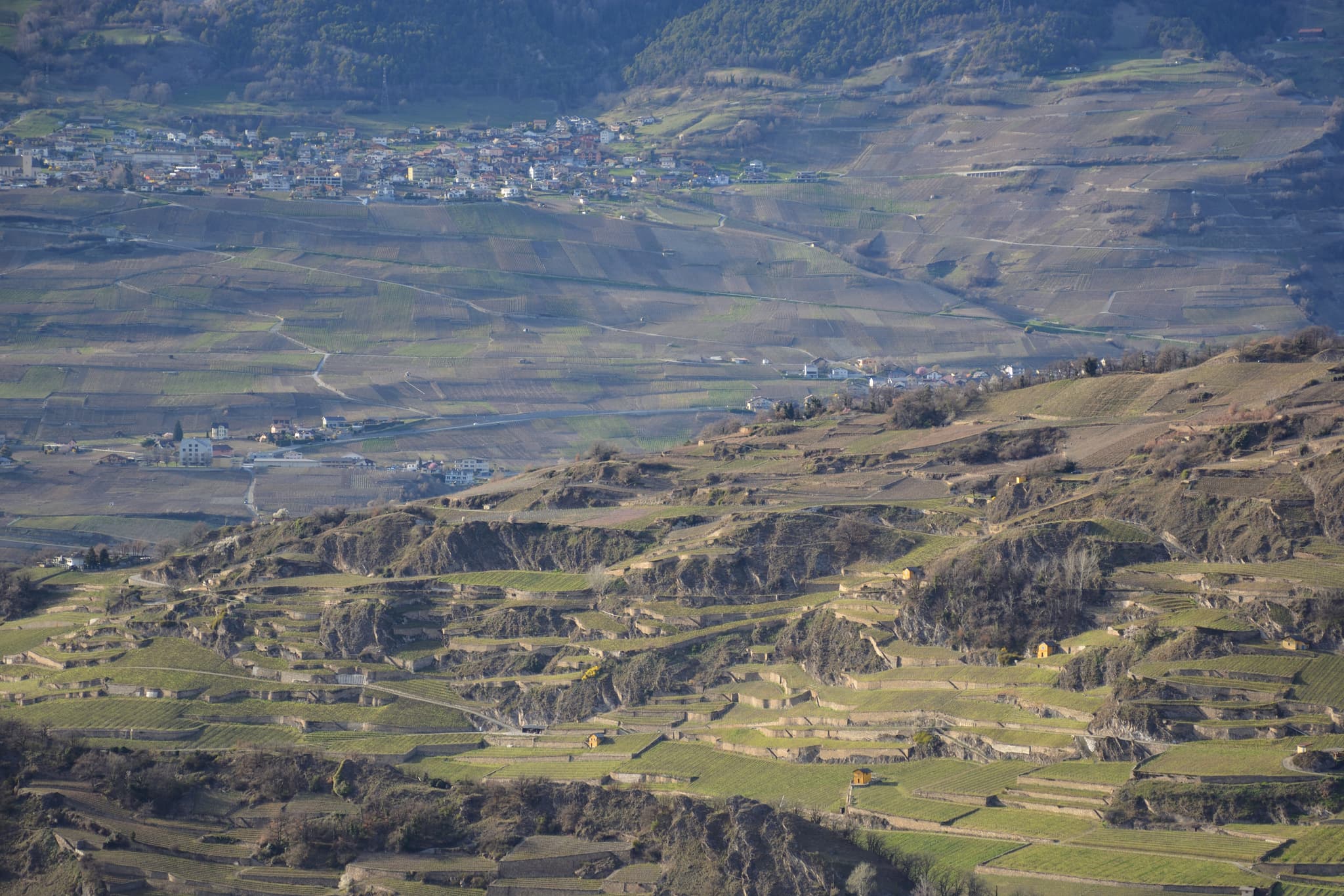 Sion terraces at golden hour