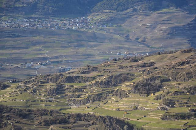 Sion terraces at golden hour