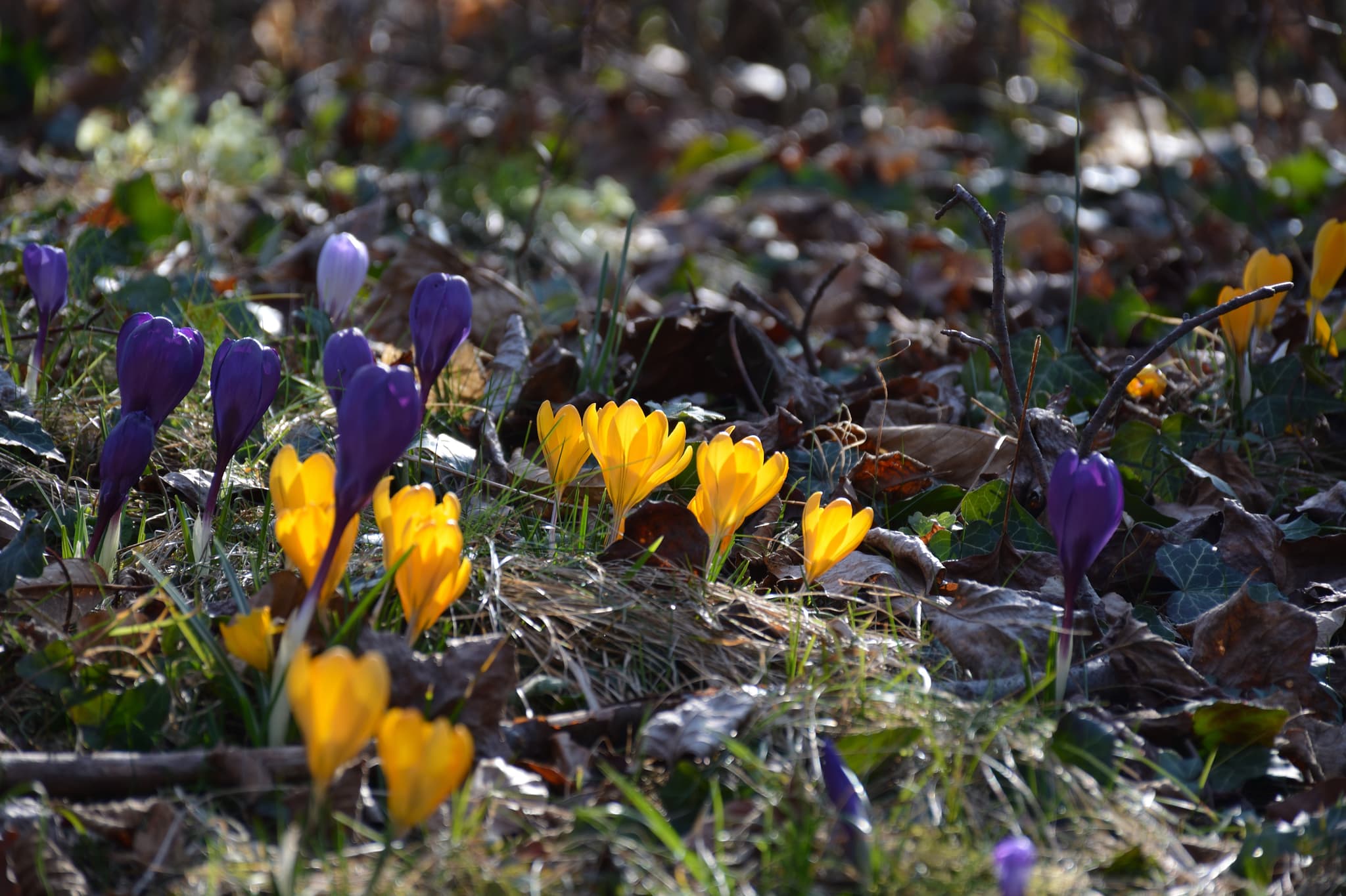 Crocus flowers