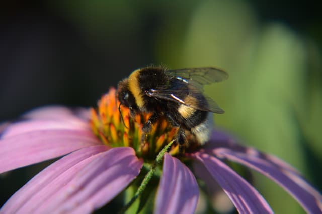 Bumblebee on a purple coneflower