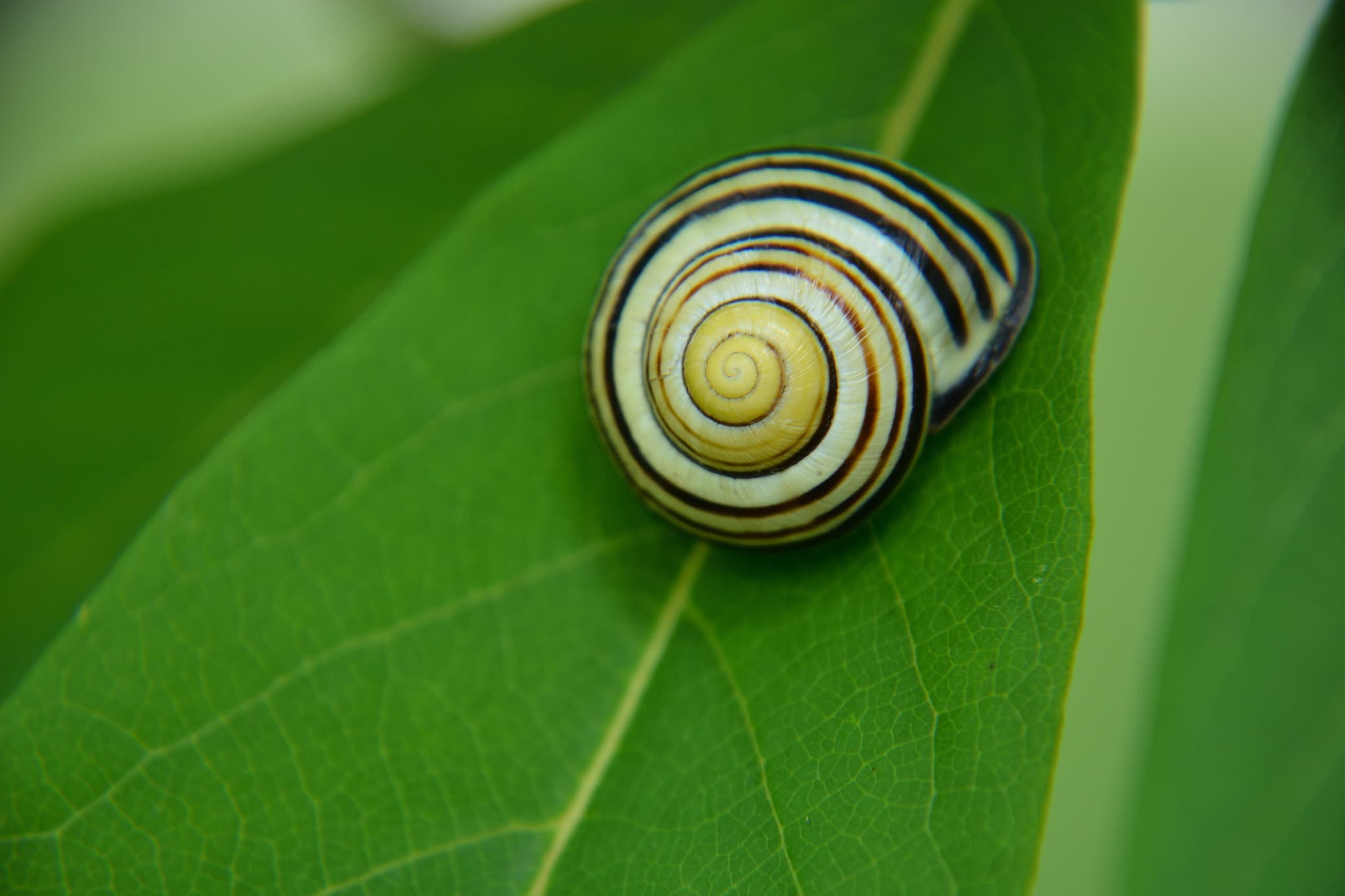 Snail on a leaf