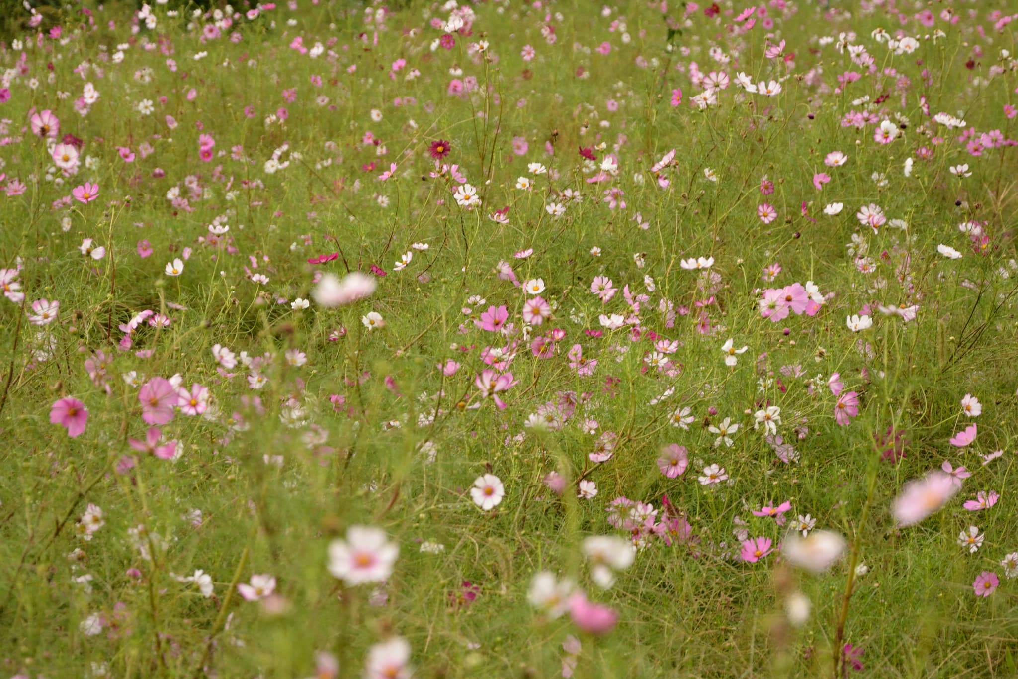 Field of flowers