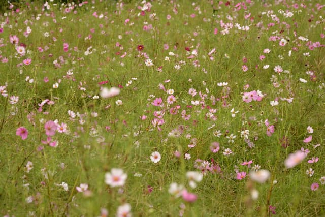 Field of flowers