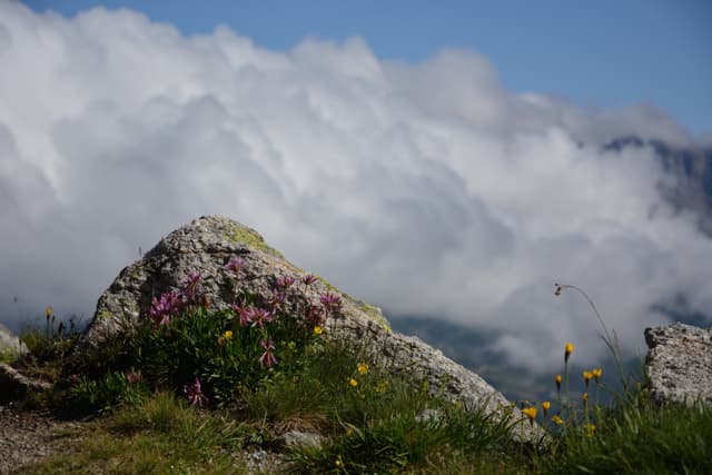 Mountain flowers