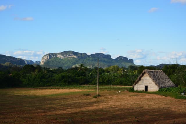 Tobacco fields