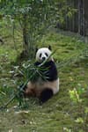 Giant panda