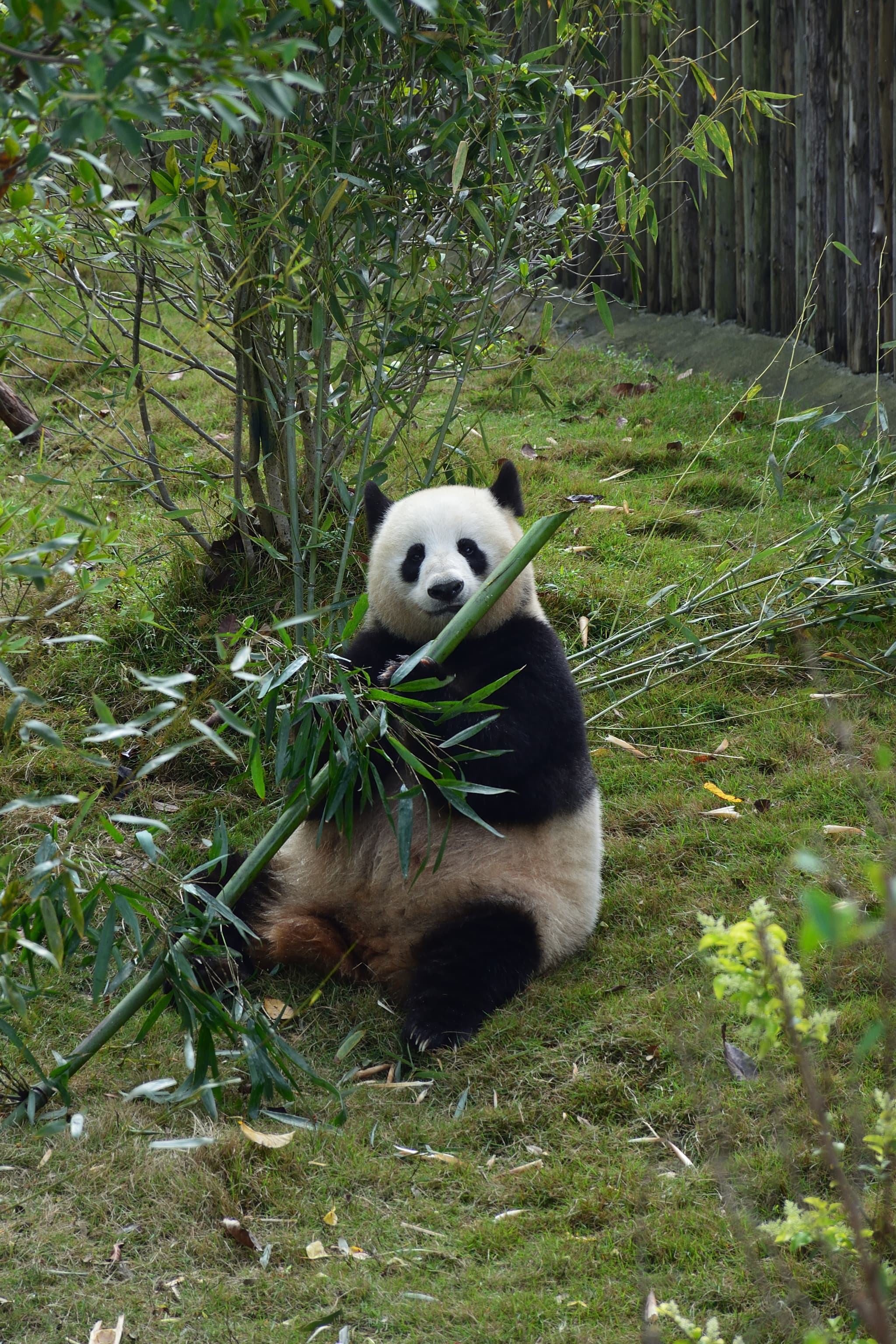 Giant panda