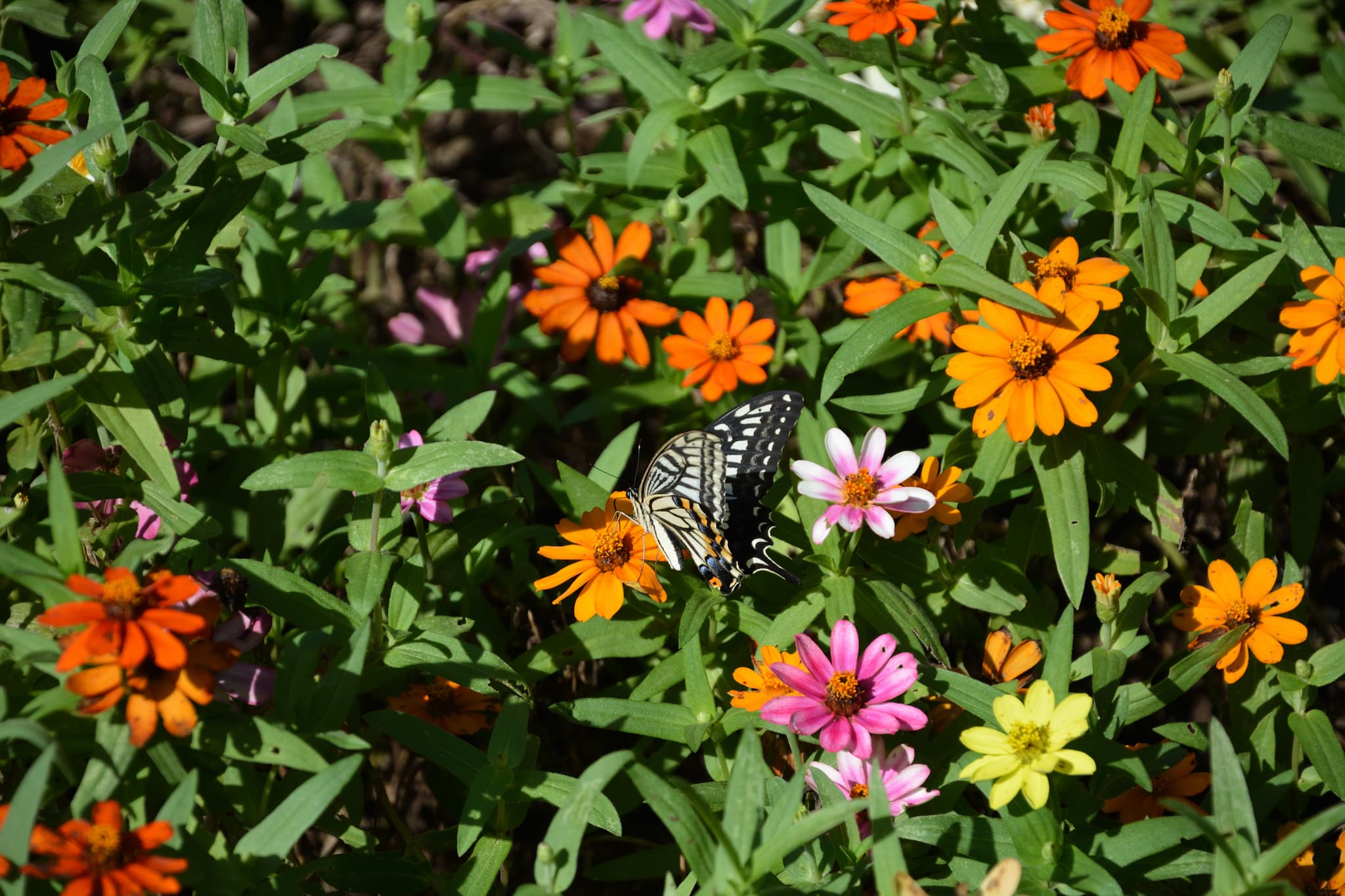 Swallowtail butterfly