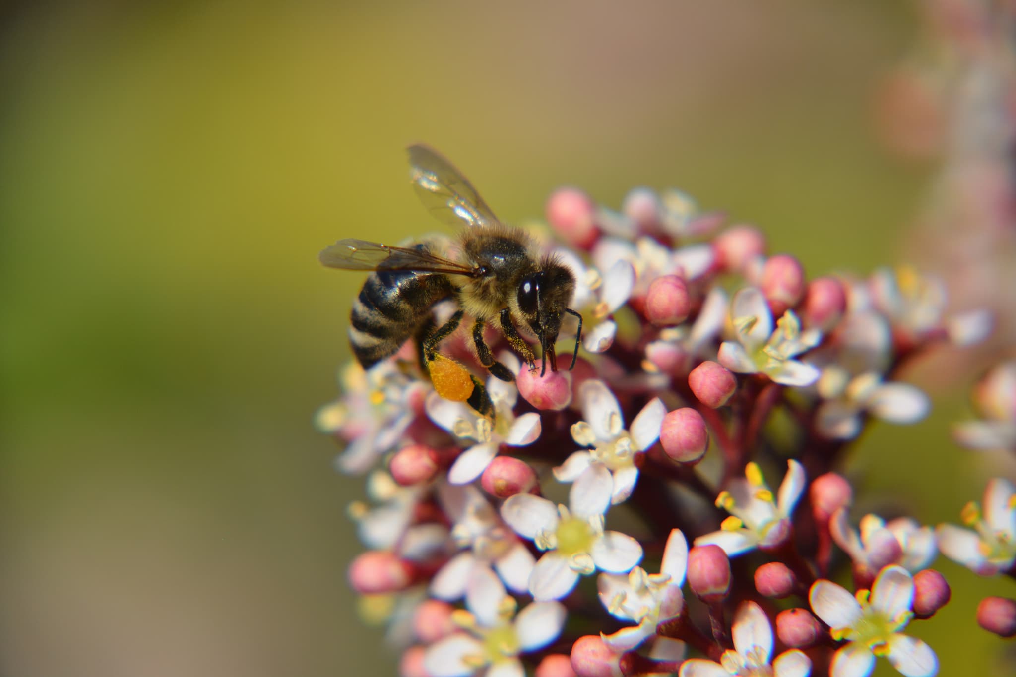 Bee
