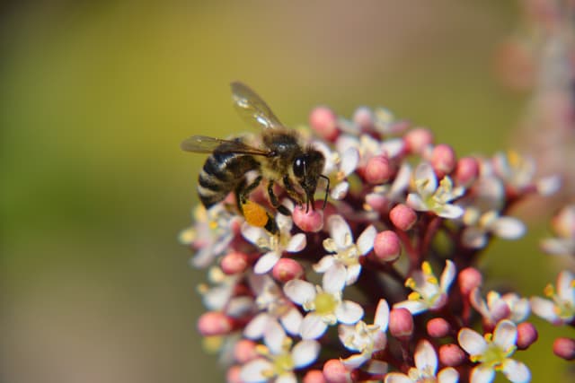 Bee
