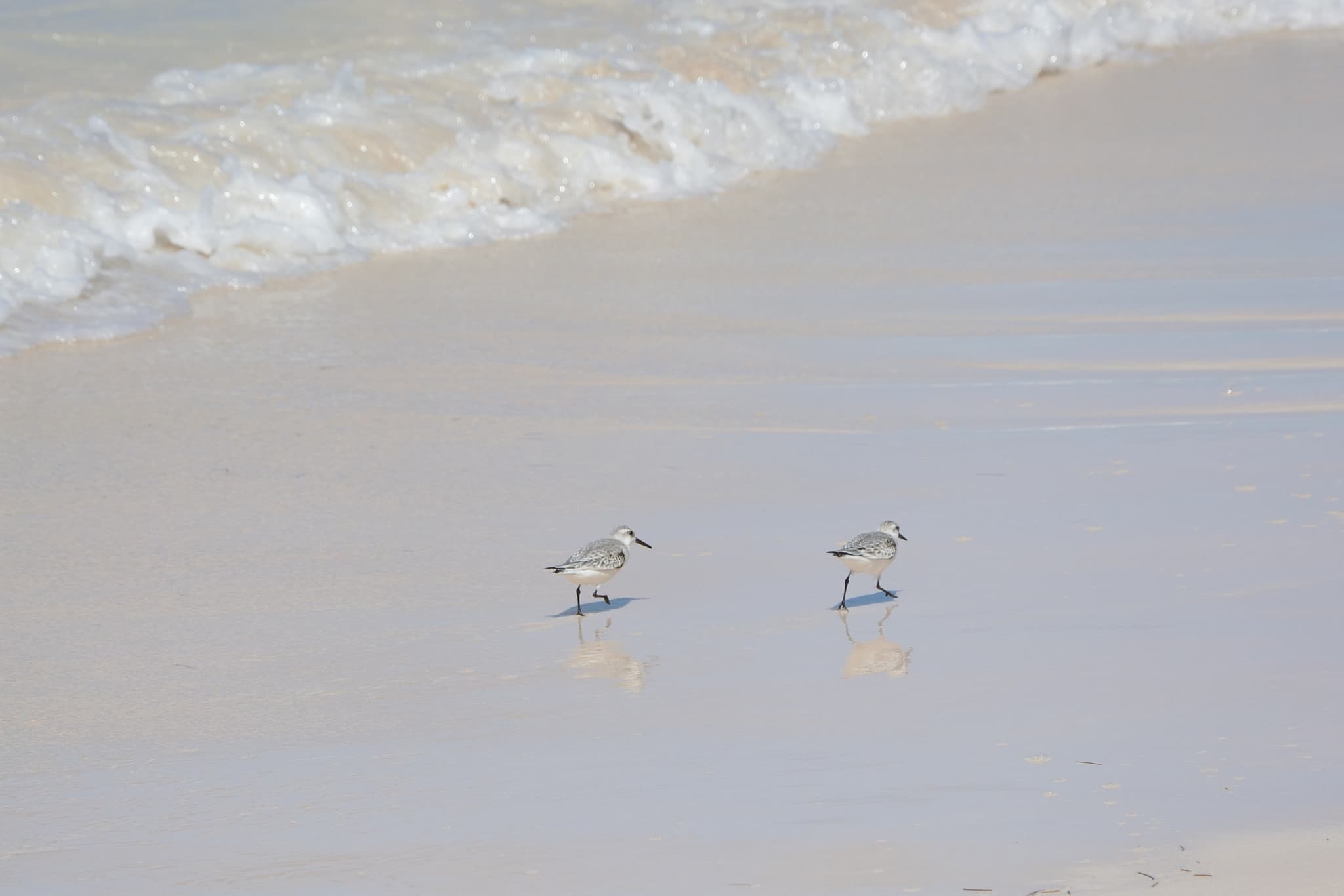 Sanderlings on a beach