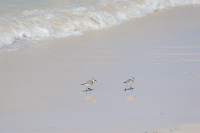 Sanderlings on a beach