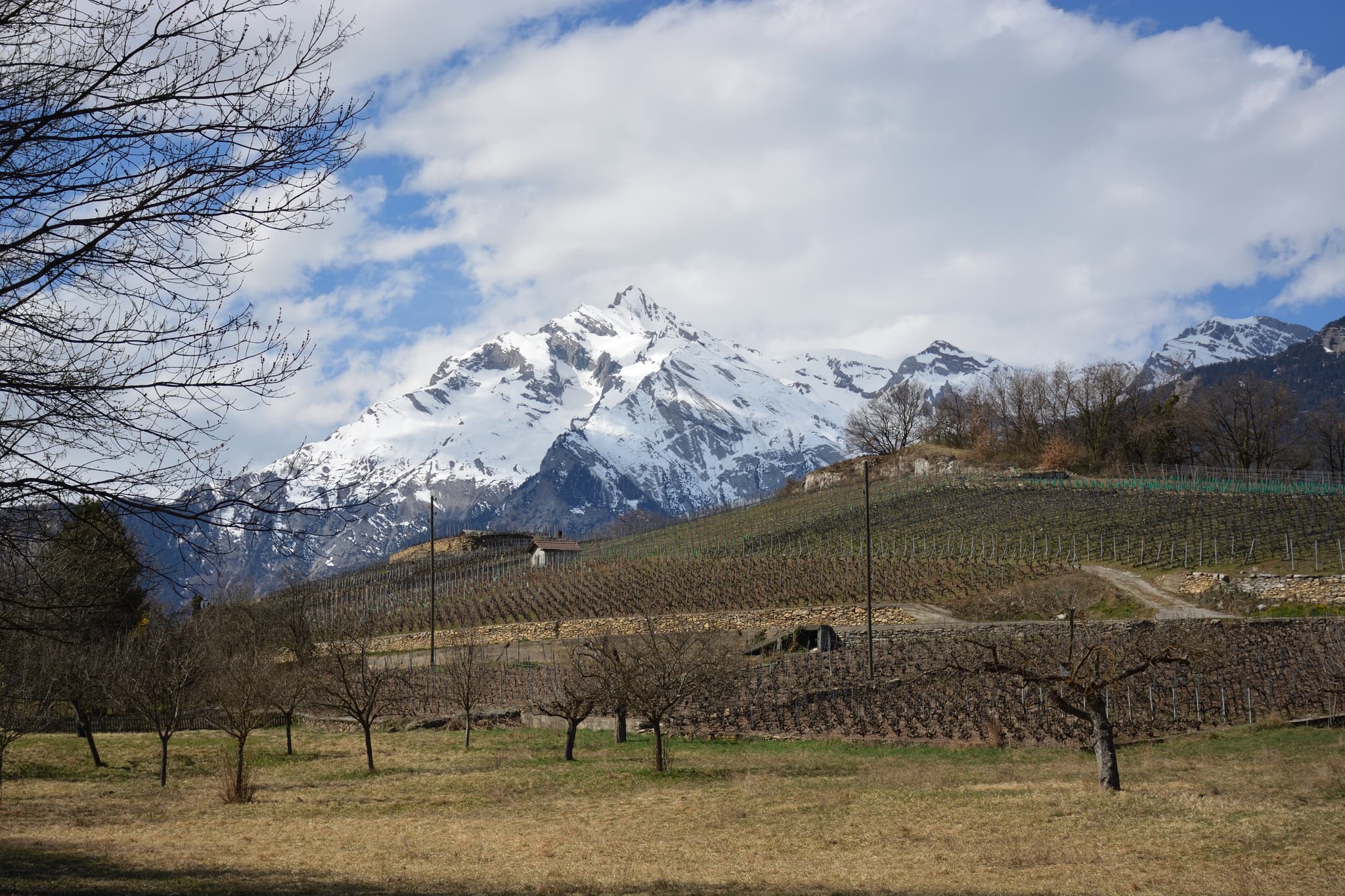 Vineyards of Sion