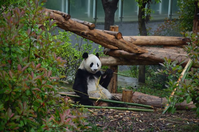 Giant panda