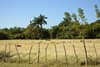 Pasture