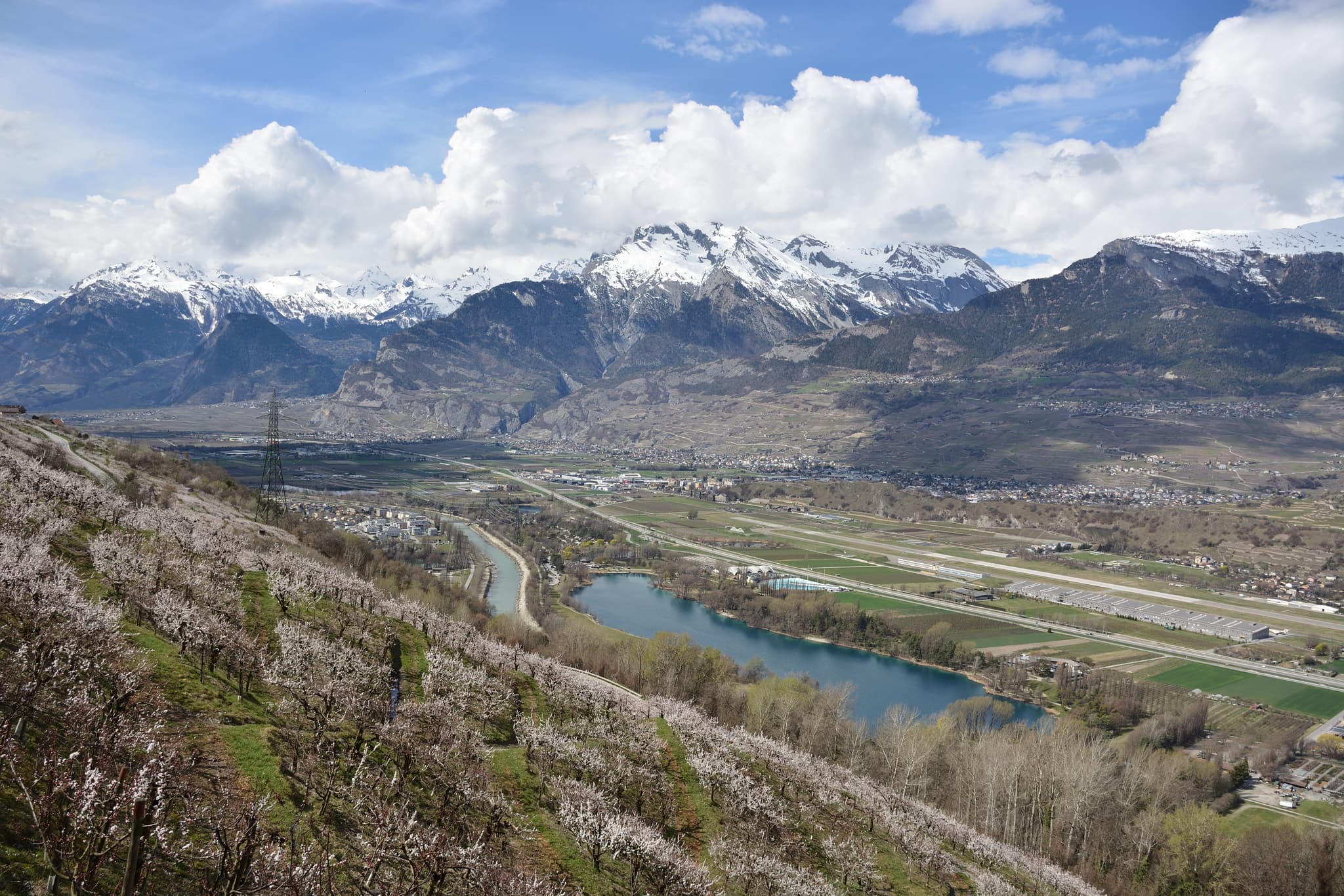 Sion apricot orchards in blossom