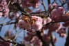 Cherry blossom