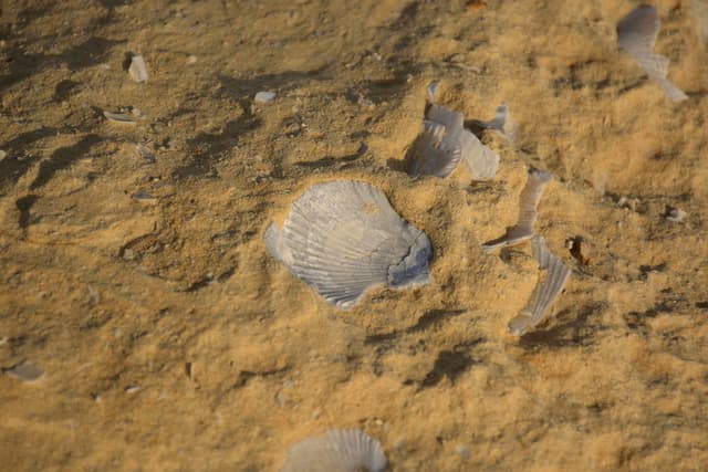 Fossilised shellfish