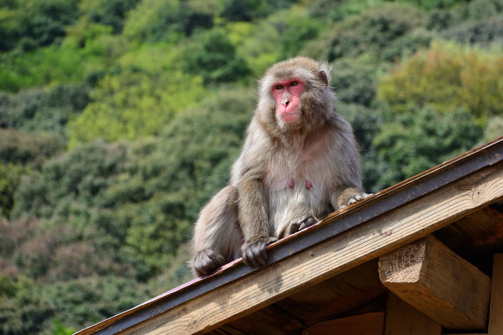 Macaque monkey