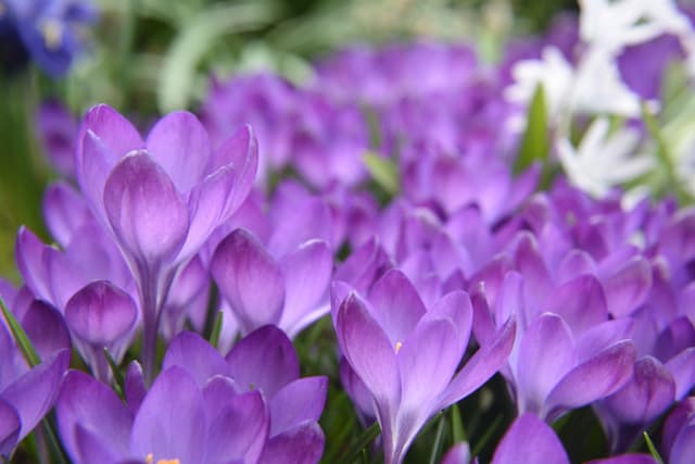 Crocus flowers