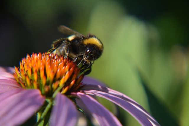 Bumblebee on a purple coneflower