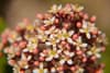 Bush blossom