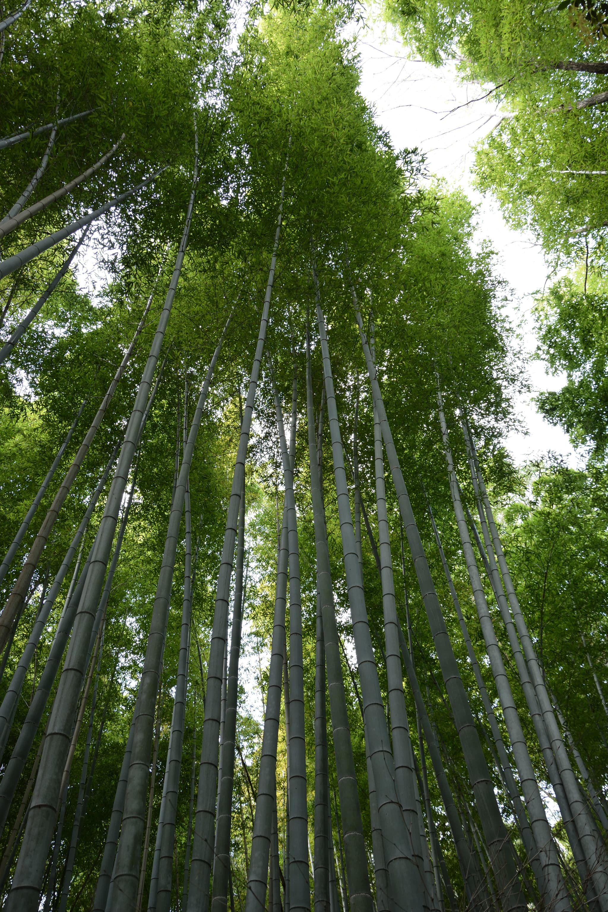 Bamboo forest