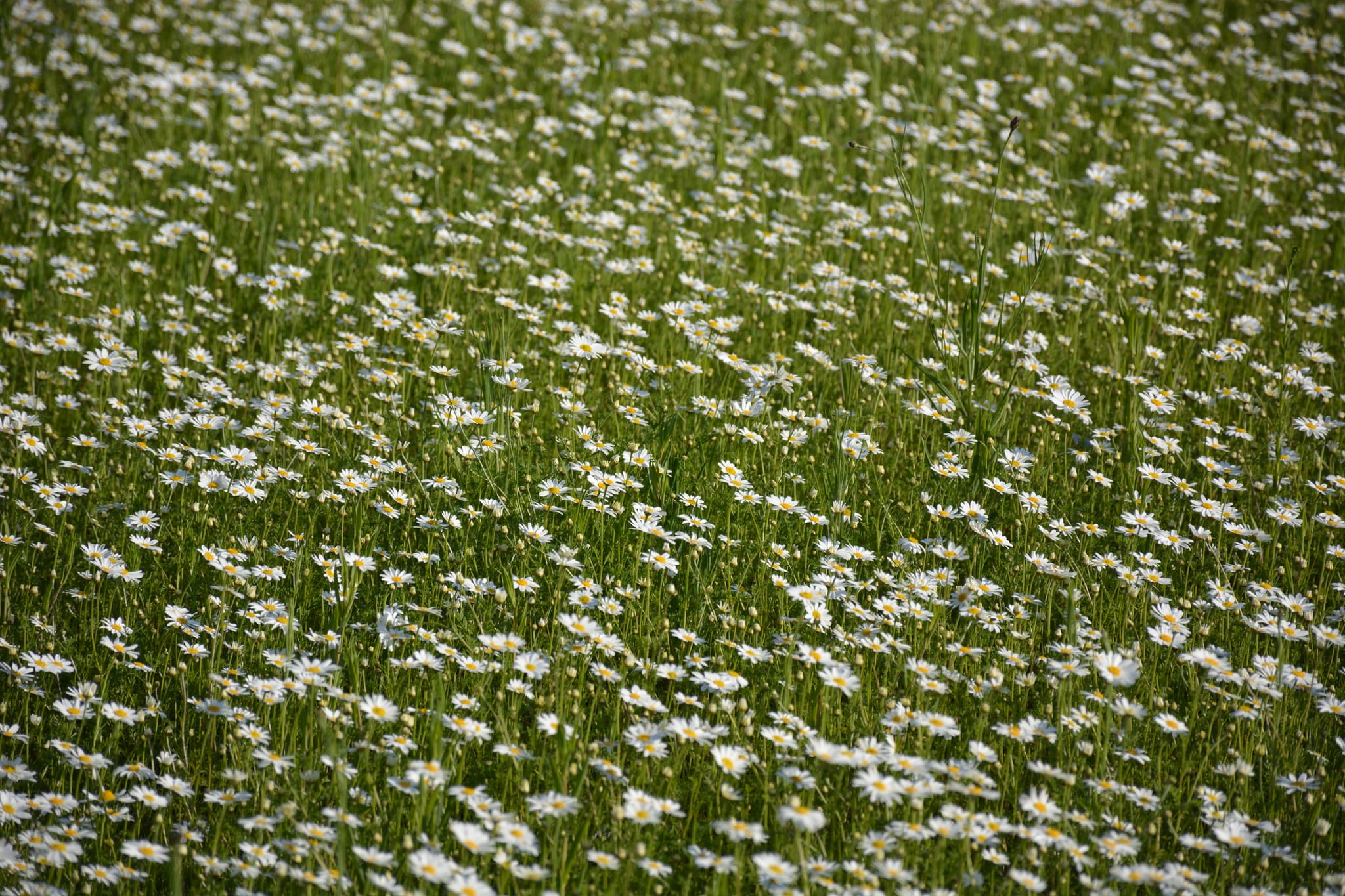 Meadow of daisies