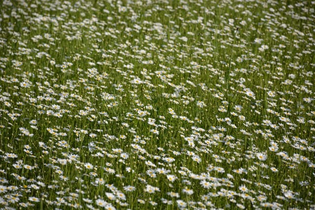 Meadow of daisies