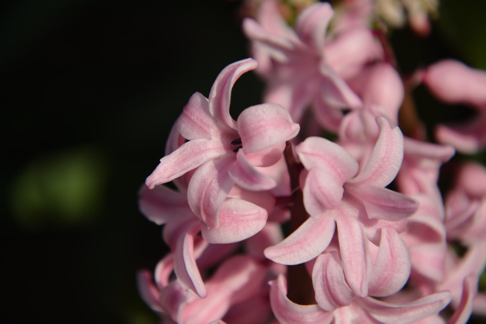 Hyacinth flower