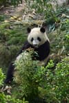Giant panda