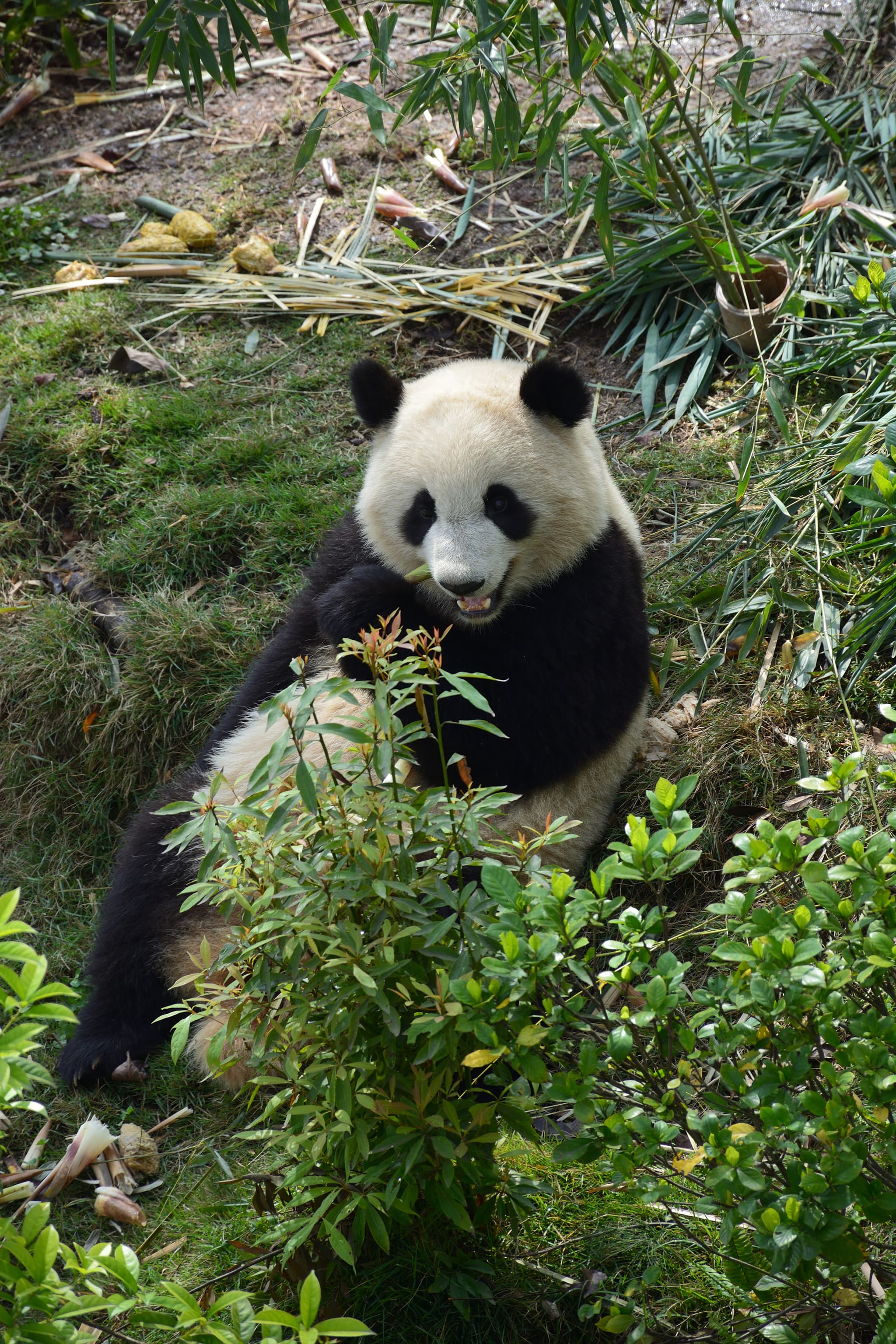 Giant panda