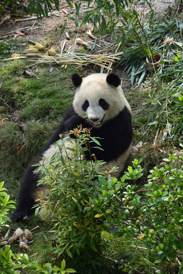 Giant panda