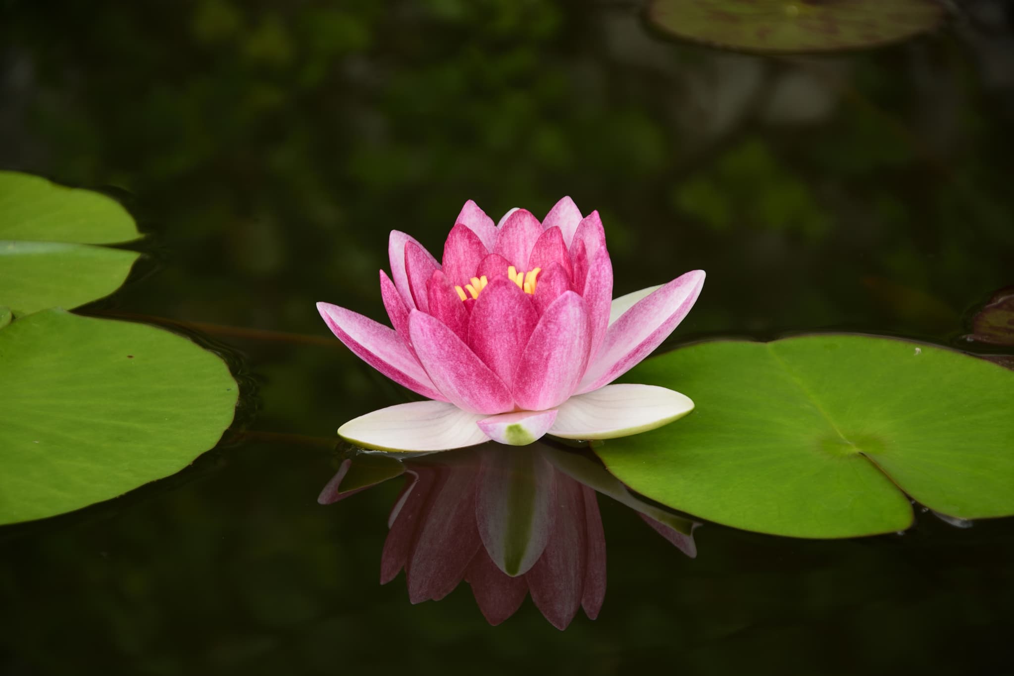 Water lily