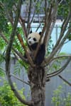 Baby giant panda
