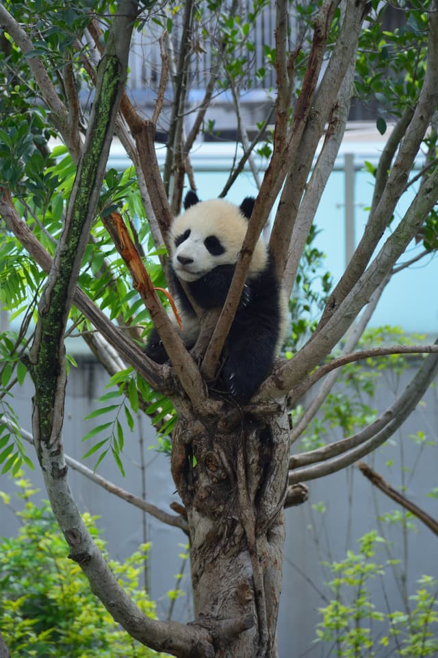 Baby giant panda