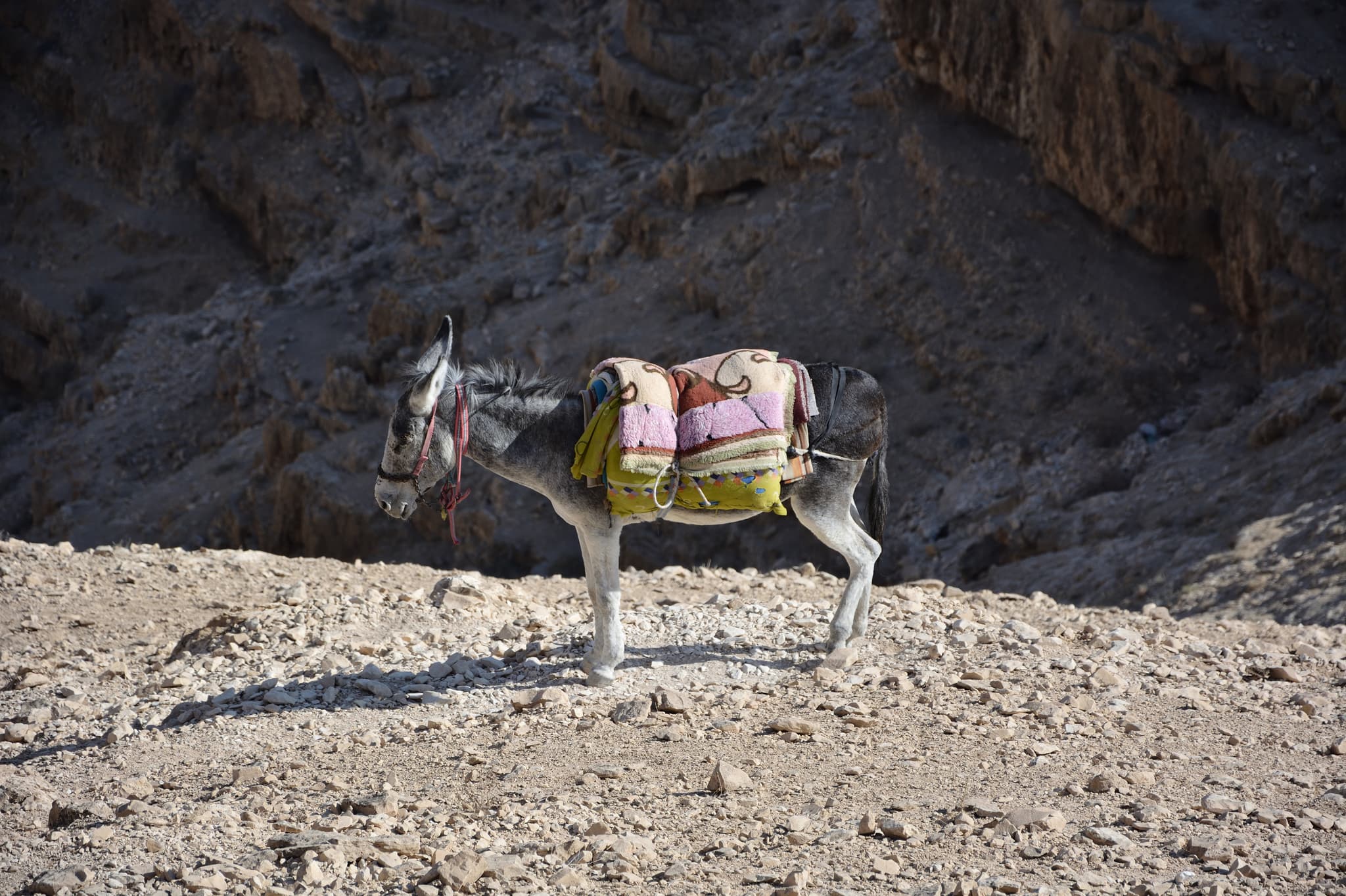 Donkey in the desert