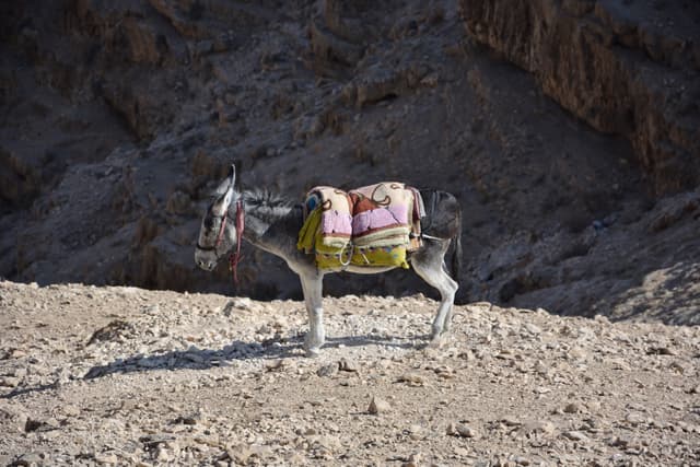 Donkey in the desert