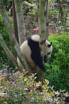 Giant panda