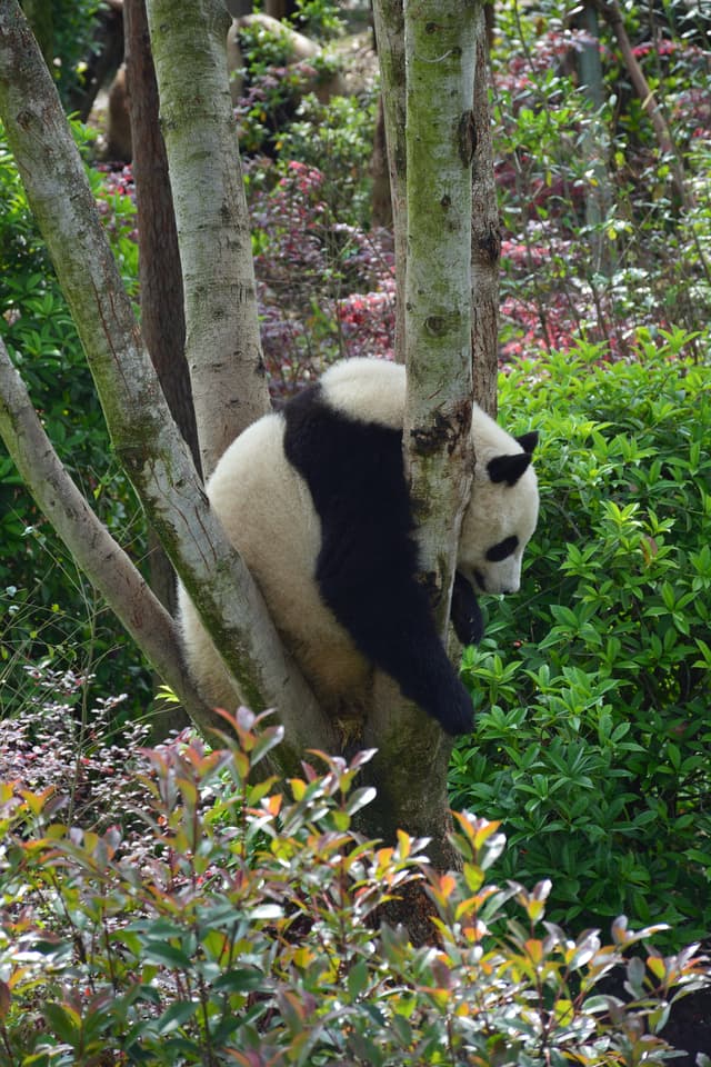 Giant panda
