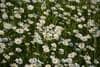 Meadow of daisies