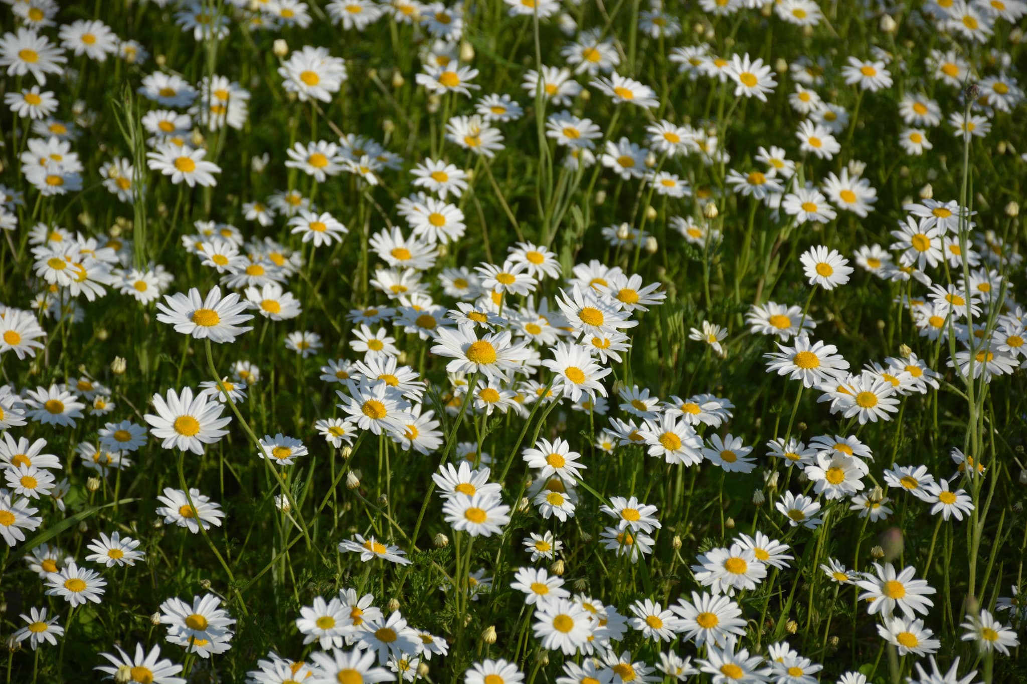 Meadow of daisies