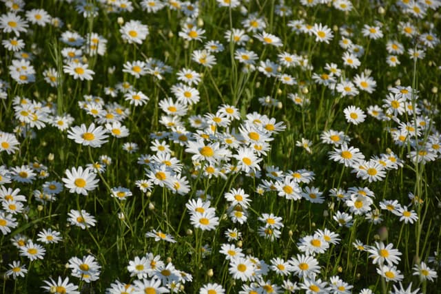 Meadow of daisies